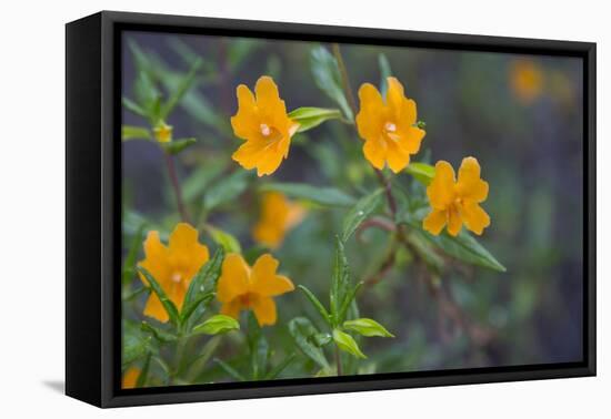 USA, California. Sticky Monkey-Flower Common at Pinnacles-Gary Luhm-Framed Premier Image Canvas