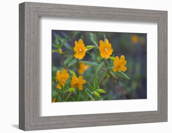 USA, California. Sticky Monkey-Flower Common at Pinnacles-Gary Luhm-Framed Photographic Print