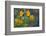 USA, California. Sticky Monkey-Flower Common at Pinnacles-Gary Luhm-Framed Photographic Print