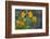 USA, California. Sticky Monkey-Flower Common at Pinnacles-Gary Luhm-Framed Photographic Print