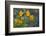 USA, California. Sticky Monkey-Flower Common at Pinnacles-Gary Luhm-Framed Photographic Print