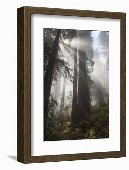 USA, California. Sunlight streaming through Redwoods in mist, Redwood National Park-Judith Zimmerman-Framed Photographic Print