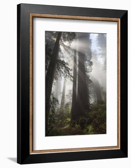 USA, California. Sunlight streaming through Redwoods in mist, Redwood National Park-Judith Zimmerman-Framed Photographic Print