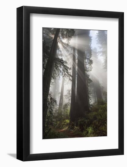 USA, California. Sunlight streaming through Redwoods in mist, Redwood National Park-Judith Zimmerman-Framed Photographic Print