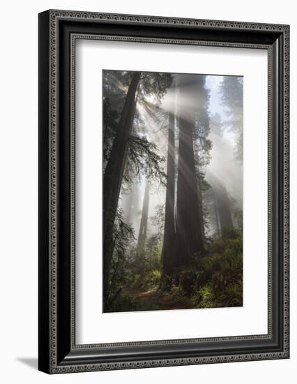 USA, California. Sunlight streaming through Redwoods in mist, Redwood National Park-Judith Zimmerman-Framed Photographic Print