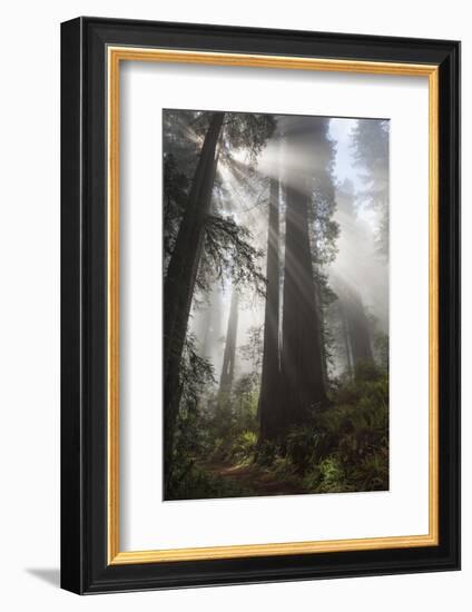 USA, California. Sunlight streaming through Redwoods in mist, Redwood National Park-Judith Zimmerman-Framed Photographic Print