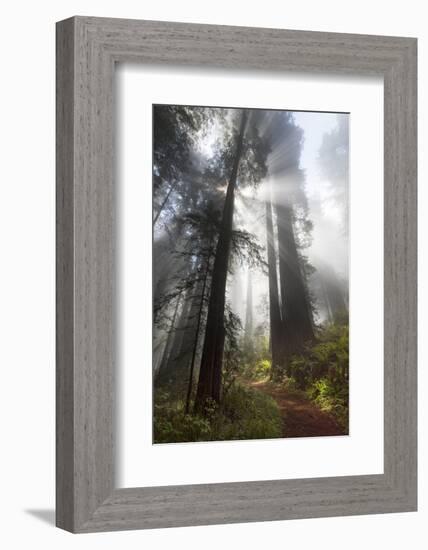 USA, California. Sunlight streaming through the redwood forest, Redwood National Park-Judith Zimmerman-Framed Photographic Print