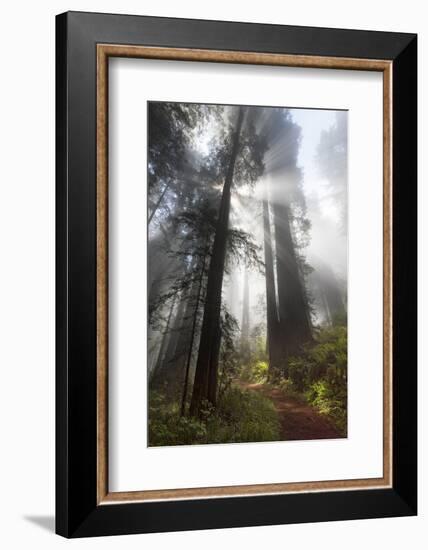 USA, California. Sunlight streaming through the redwood forest, Redwood National Park-Judith Zimmerman-Framed Photographic Print