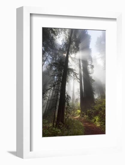 USA, California. Sunlight streaming through the redwood forest, Redwood National Park-Judith Zimmerman-Framed Photographic Print