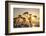 USA, California. Sunset over the Pacific Ocean, seen from Pacific Coast Highway-Alison Jones-Framed Photographic Print