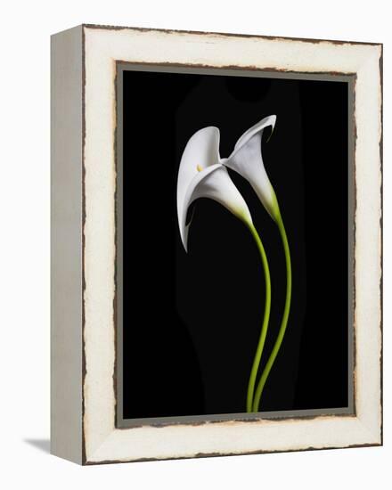 USA, California. Two calla lily flowers.-Jaynes Gallery-Framed Premier Image Canvas