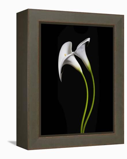 USA, California. Two calla lily flowers.-Jaynes Gallery-Framed Premier Image Canvas