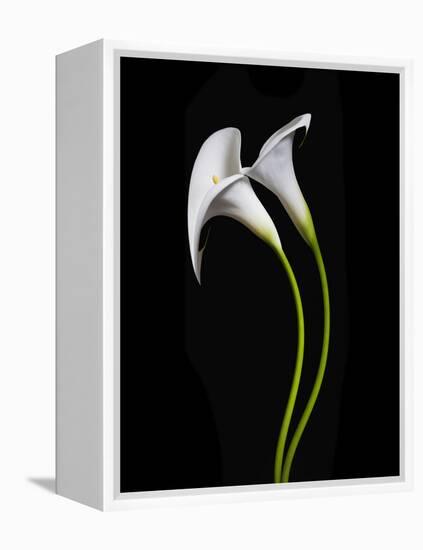 USA, California. Two calla lily flowers.-Jaynes Gallery-Framed Premier Image Canvas