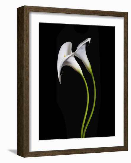 USA, California. Two calla lily flowers.-Jaynes Gallery-Framed Photographic Print
