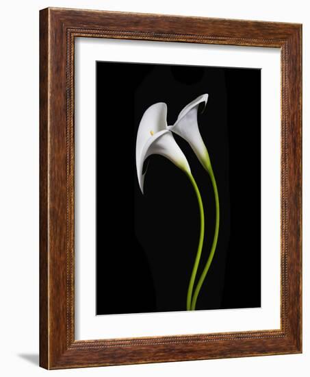 USA, California. Two calla lily flowers.-Jaynes Gallery-Framed Photographic Print