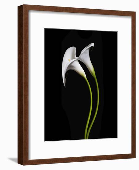 USA, California. Two calla lily flowers.-Jaynes Gallery-Framed Photographic Print