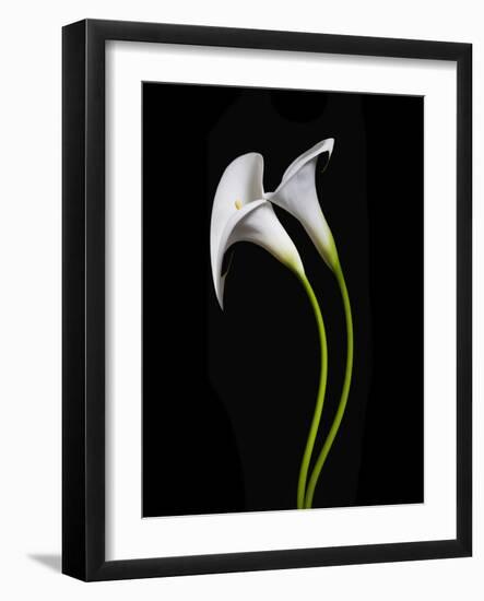 USA, California. Two calla lily flowers.-Jaynes Gallery-Framed Photographic Print