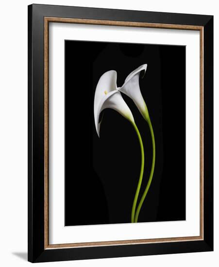 USA, California. Two calla lily flowers.-Jaynes Gallery-Framed Photographic Print