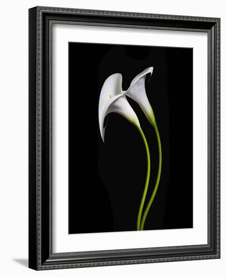 USA, California. Two calla lily flowers.-Jaynes Gallery-Framed Photographic Print