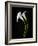 USA, California. Two calla lily flowers.-Jaynes Gallery-Framed Photographic Print