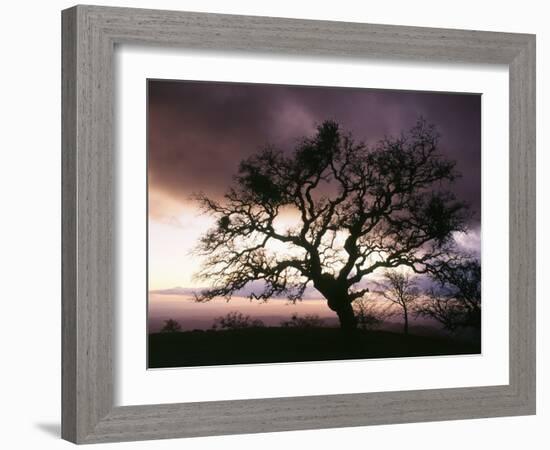 USA, California, View of Silhouetted Bare Tree in Dusk-Zandria Muench Beraldo-Framed Photographic Print