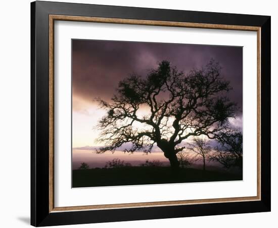 USA, California, View of Silhouetted Bare Tree in Dusk-Zandria Muench Beraldo-Framed Photographic Print