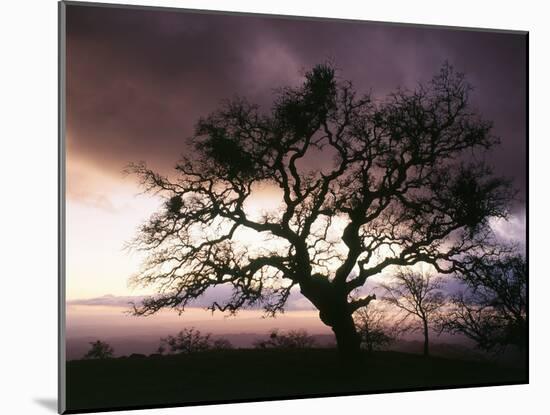 USA, California, View of Silhouetted Bare Tree in Dusk-Zandria Muench Beraldo-Mounted Photographic Print