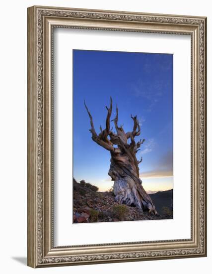 USA, California, White Mountains. Bristlecone pine tree at sunset.-Jaynes Gallery-Framed Photographic Print