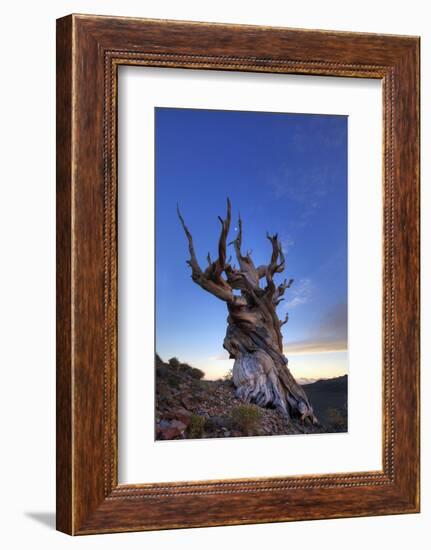 USA, California, White Mountains. Bristlecone pine tree at sunset.-Jaynes Gallery-Framed Photographic Print