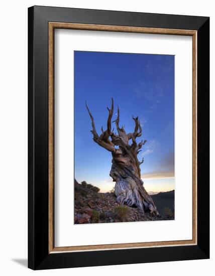 USA, California, White Mountains. Bristlecone pine tree at sunset.-Jaynes Gallery-Framed Photographic Print