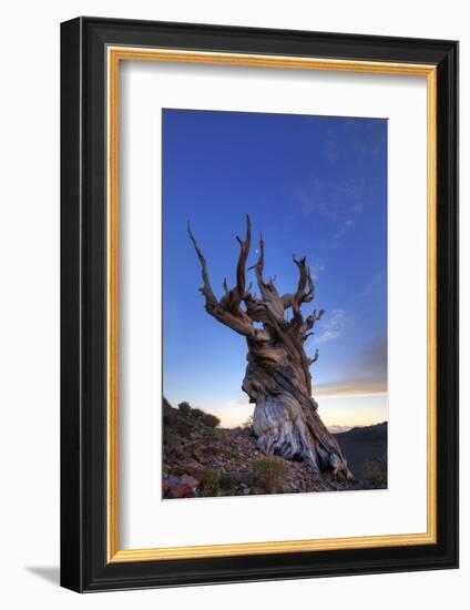 USA, California, White Mountains. Bristlecone pine tree at sunset.-Jaynes Gallery-Framed Photographic Print