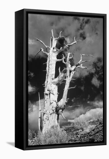 USA, California, White Mountains. Bristlecone pine tree in black and white.-Jaynes Gallery-Framed Premier Image Canvas