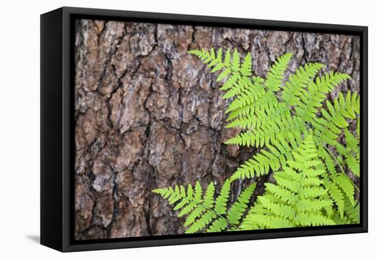 USA, California, Yosemite National Park. fern leaves against a pine tree trunk.-Jaynes Gallery-Framed Premier Image Canvas