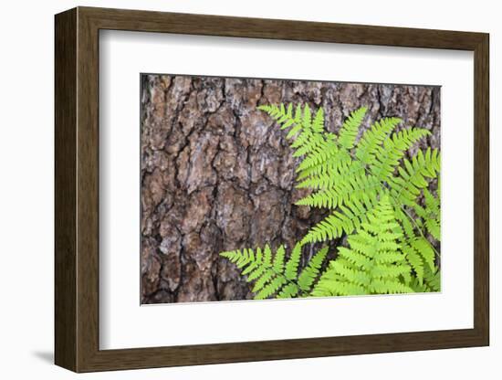 USA, California, Yosemite National Park. fern leaves against a pine tree trunk.-Jaynes Gallery-Framed Photographic Print