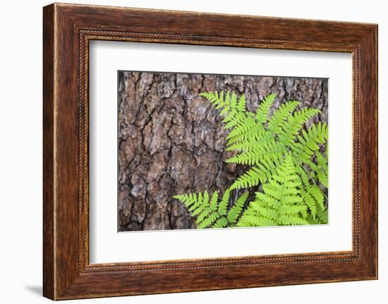 USA, California, Yosemite National Park. fern leaves against a pine tree trunk.-Jaynes Gallery-Framed Photographic Print