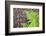 USA, California, Yosemite National Park. fern leaves against a pine tree trunk.-Jaynes Gallery-Framed Photographic Print