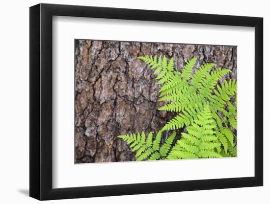 USA, California, Yosemite National Park. fern leaves against a pine tree trunk.-Jaynes Gallery-Framed Photographic Print