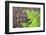 USA, California, Yosemite National Park. fern leaves against a pine tree trunk.-Jaynes Gallery-Framed Photographic Print