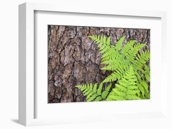 USA, California, Yosemite National Park. fern leaves against a pine tree trunk.-Jaynes Gallery-Framed Photographic Print