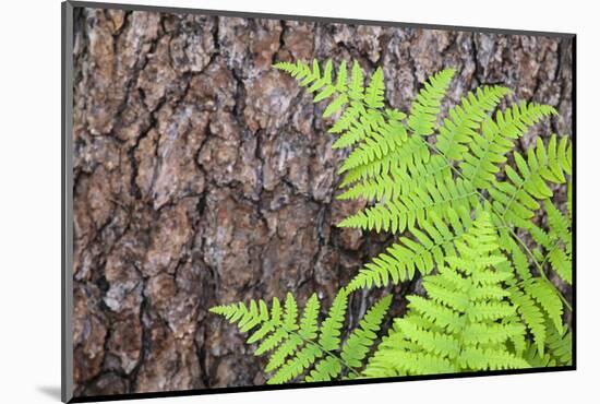 USA, California, Yosemite National Park. fern leaves against a pine tree trunk.-Jaynes Gallery-Mounted Photographic Print