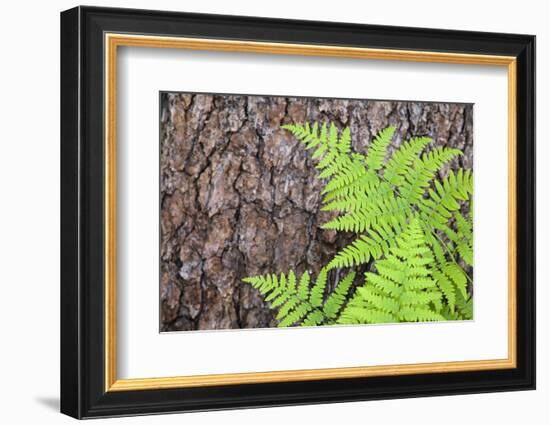 USA, California, Yosemite National Park. fern leaves against a pine tree trunk.-Jaynes Gallery-Framed Photographic Print