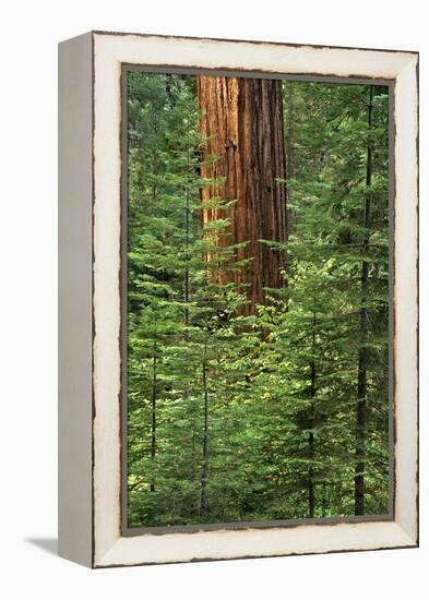 USA, California, Yosemite National Park. Giant Sequoia in Tuolumne Grove-Ann Collins-Framed Premier Image Canvas