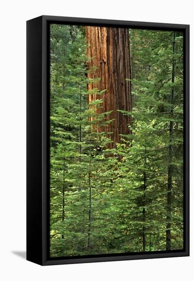 USA, California, Yosemite National Park. Giant Sequoia in Tuolumne Grove-Ann Collins-Framed Premier Image Canvas