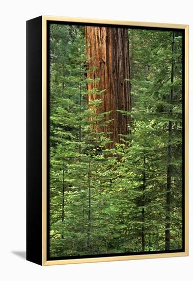 USA, California, Yosemite National Park. Giant Sequoia in Tuolumne Grove-Ann Collins-Framed Premier Image Canvas