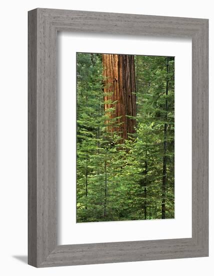 USA, California, Yosemite National Park. Giant Sequoia in Tuolumne Grove-Ann Collins-Framed Photographic Print