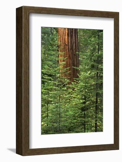 USA, California, Yosemite National Park. Giant Sequoia in Tuolumne Grove-Ann Collins-Framed Photographic Print