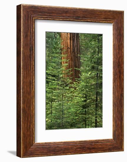 USA, California, Yosemite National Park. Giant Sequoia in Tuolumne Grove-Ann Collins-Framed Photographic Print