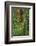 USA, California, Yosemite National Park. Giant Sequoia in Tuolumne Grove-Ann Collins-Framed Photographic Print