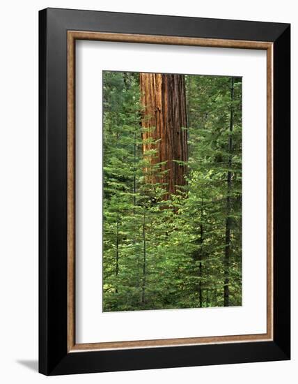 USA, California, Yosemite National Park. Giant Sequoia in Tuolumne Grove-Ann Collins-Framed Photographic Print