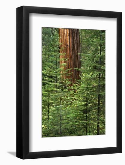 USA, California, Yosemite National Park. Giant Sequoia in Tuolumne Grove-Ann Collins-Framed Photographic Print
